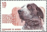 Stamps Spain -  2711 - Perros de raza española - Perdigueros de Burgos