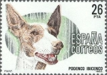 Stamps Spain -  2713 - Perros de raza española - Podenco ibicenco
