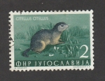 Sellos de Europa - Yugoslavia -  Citellus citellus