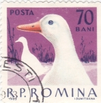 Stamps Romania -  AVES DE CORRAL