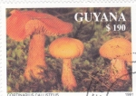 Sellos de America - Guyana -  SETAS