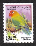 Stamps Afghanistan -  Loros, Fischer's Lovebird (Agapornis fischeri)