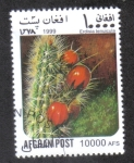 Stamps Afghanistan -  Cactus, Corryocactus (Erdisia tenuicula)