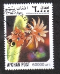 Stamps Afghanistan -  Cactus, Rat tail cactus (Hildewintera aureispina)