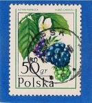 Stamps Poland -  Uvas