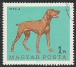 Sellos de Europa - Hungr�a -  1905 - Perro de raza