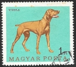 Stamps Hungary -  1905 - Perro de raza
