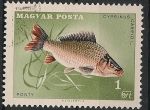 Stamps Hungary -  1912-14 congreso de la confederación internacional de pesca deportiva en Budapest, cyprinus carpio