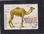 Stamps Afghanistan -  Dromedario