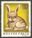 Stamps Hungary -  2406 - Cria de liebre doméstica