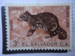 Sellos de America - El Salvador -  Mapache (Procyon Lothor)