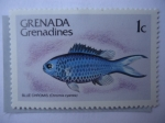 Sellos del Mundo : America : Granada : Granada-Granadinas - Blue Chromis (Chromis cyanea)-Serie: Peces.