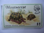 Stamps United Kingdom -  Montserrat-Colonias - Tortoise Geochelone carbonaria (Morrocoy)