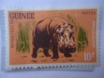 Stamps : Africa : Guinea :  República de Guinea - Hippopotame - Hipopotamo