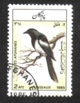 Stamps : Asia : Afghanistan :  Aves, Urraca Eurasiática (Pica Pica)