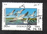 Stamps : Asia : Afghanistan :  Aves, Gran pelícano blanco (Pelecanus onocrotalus)