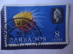 Stamps : America : Barbados :  Vida Marina - Elizabeth II.