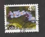 Sellos de Europa - Polonia -  Planta Myosotis arvensis