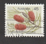 Sellos de Oceania - Australia -  Flor Callistemon teretifolium