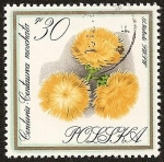 Sellos de Europa - Polonia -  Flores - Centaurea