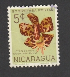 Sellos de America - Nicaragua -  Cycnoches Egertonianum
