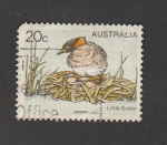 Stamps Australia -  Zampulín común