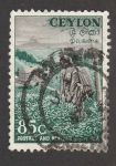 Stamps Sri Lanka -  plantación de té