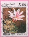 Stamps : Asia : Afghanistan :  Mammillaria yaquensis