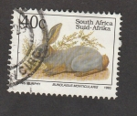 Stamps South Africa -  Bunolagus monticularis