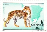 Sellos de Europa - Hungr�a -  438 - Centº del nacimiento del zoologo Kalman Kittenberger, leopardo