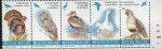 Stamps Mexico -  Conservemos las aves cinegéticas