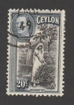 Stamps Sri Lanka -  Recolección de té