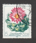 Stamps Germany -  Flor Conphanta elephantidens