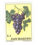 Sellos de Europa - San Marino -  Racimo de uva