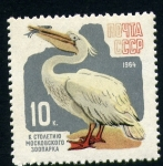 Stamps : Europe : Russia :  Pelicano