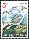 Sellos de Europa - Bulgaria -  Aves, Gaviota Arenque Europea (Larus argentatus)