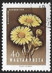 Stamps Hungary -  Doronicum hungaricum