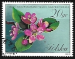 Stamps Poland -  Malus niedzwetzkyana