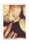 Stamps Guyana -  Setas.Pholiota Squarosa