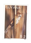 Stamps Guyana -  Carricero común