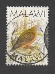 Stamps Africa - Malawi -  Ave Aplopelial avata