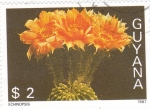 Stamps Guyana -  CAPTUS-ECHINOPSIS