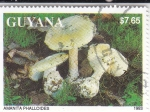 Sellos de America - Guyana -  SETAS- AMANITAS PHALLOIDES 