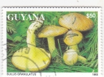Sellos de America - Guyana -  SETAS- SUILUS GRANULATUS 