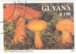 Sellos de America - Guyana -  SETAS- CORTINARIUS CALLISTEUS 