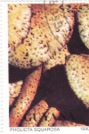 Stamps : America : Guyana :  SETAS- PHOLIOTA SQUAROSA 