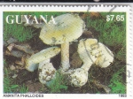 Stamps Guyana -  SETAS- AMANITAS PHALLOIDES