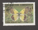 Stamps Asia - Uzbekistan -  Colias wiskotti