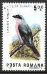 Stamps Romania -  AVES.  LANIUS  MINOR.