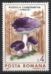 Stamps Romania -  HONGOS.  RUSSULA  CYANOXANTHA.